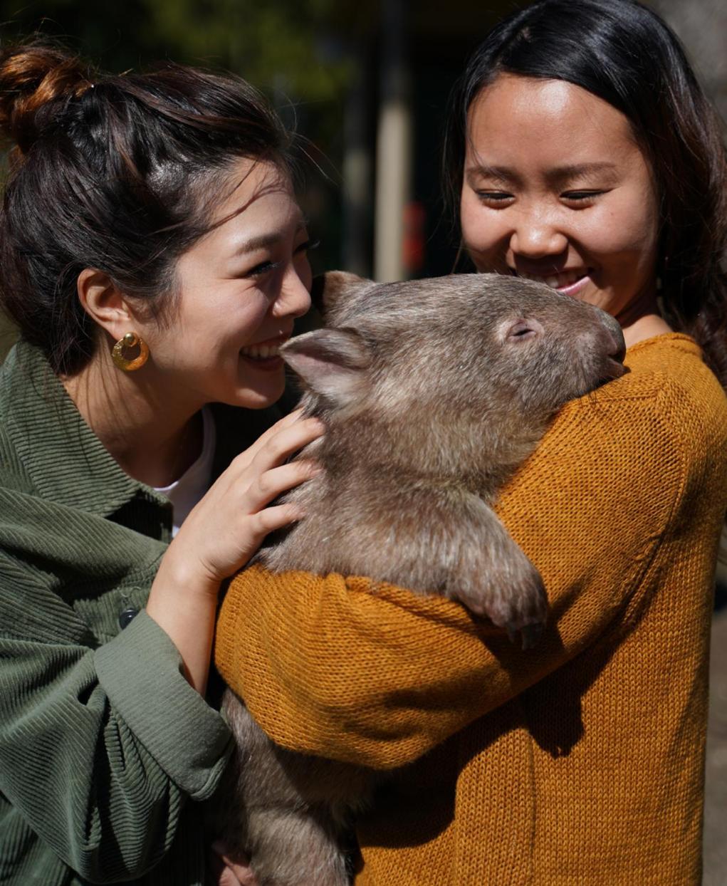 Fauna Australia Wildlife Retreat Lavers Hill Exterior foto
